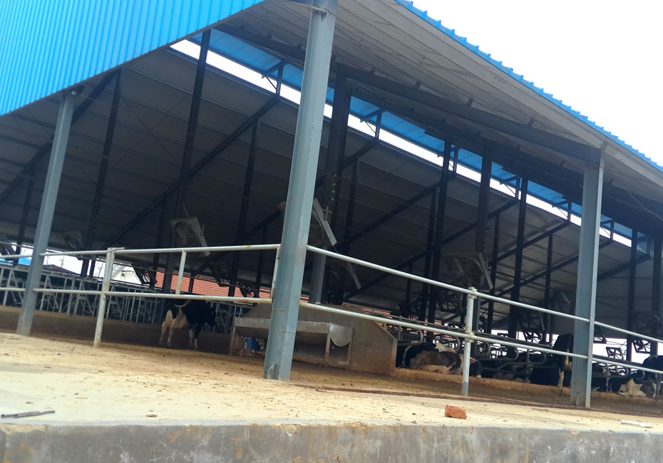 steel structure cattle shed building